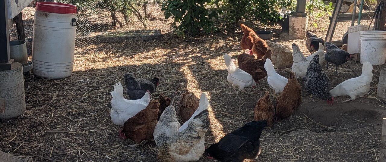 Hens scratching around a painted wooden coop in a fenced run.