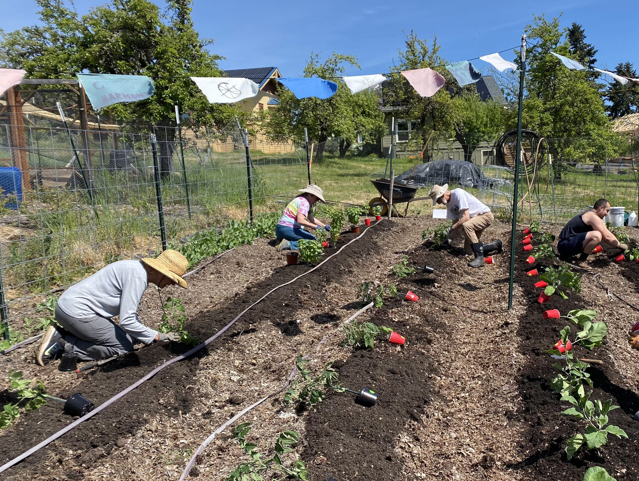 Four residents kneeling in the main garden, setting seedlings into long mulched rows under a line of strung flags.