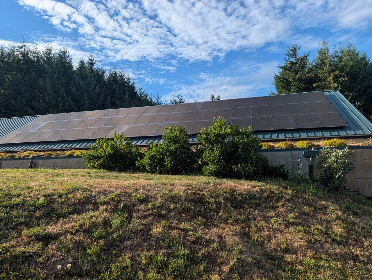 Solar panels covering a long roof, with the green vegetated edge of a living roof visible below them.